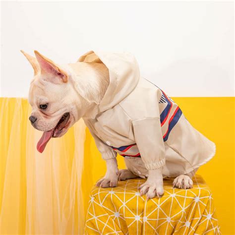 dior dog picture|christian Dior dog clothes.